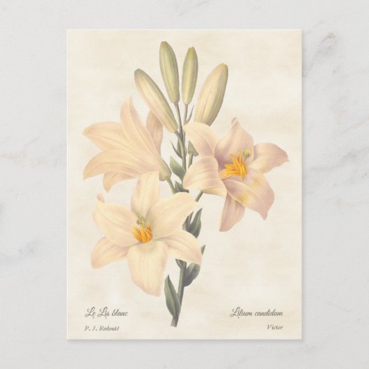 Madonna Lily  Botanische illustratie Briefkaart (Voorkant)