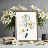 Madonna Lily van Choix, Redouté. Poster