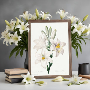 Madonna Lily van Choix, Redouté. Poster
