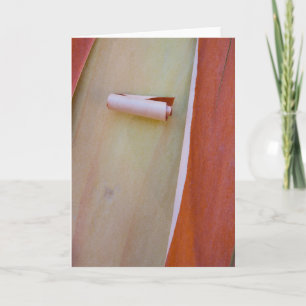 Madrone Boom Bark Detail Kaart