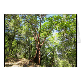 Madrone Boom op Sonoma Mountain Trail