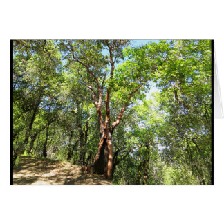 Madrone Boom op Sonoma Mountain Trail