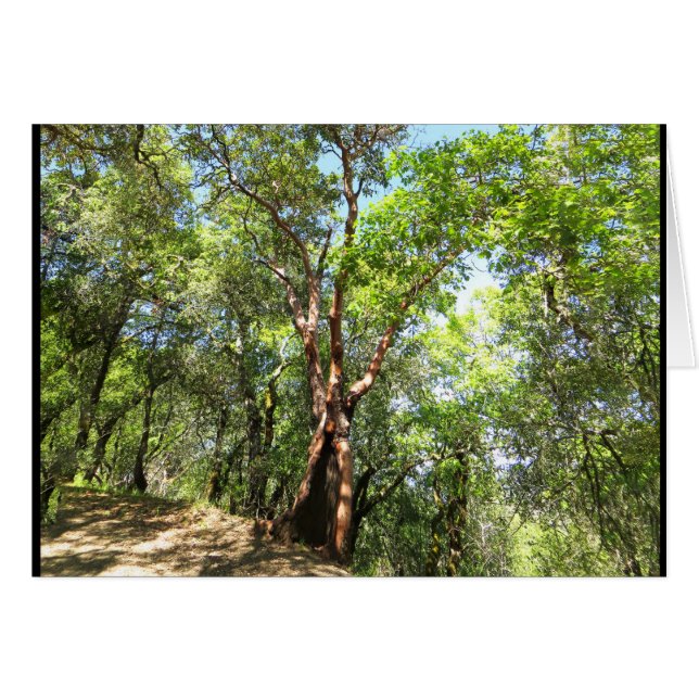 Madrone Boom op Sonoma Mountain Trail (Voorkant Horizontaal)