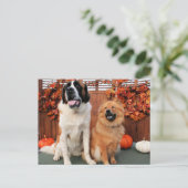 Mae - St Bernard en Cinny - Chow Foto-4 Briefkaart (Staand voorkant)