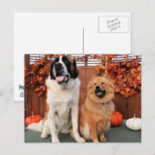 Mae - St Bernard en Cinny - Chow Foto-4 Briefkaart (Voorkant / Achterkant)