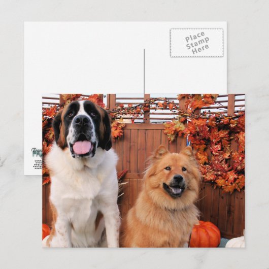 Mae St Bernard en Cinny Chow Photo-11 Briefkaart (Voorkant / Achterkant)