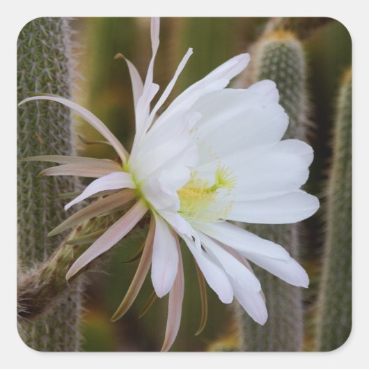 Mag in de tuin vierkante sticker (Voorkant)