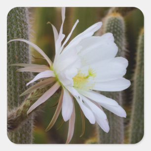 Mag in de tuin vierkante sticker