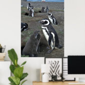 Magdalena Penguin Colony Poster (Thuiskantoor)