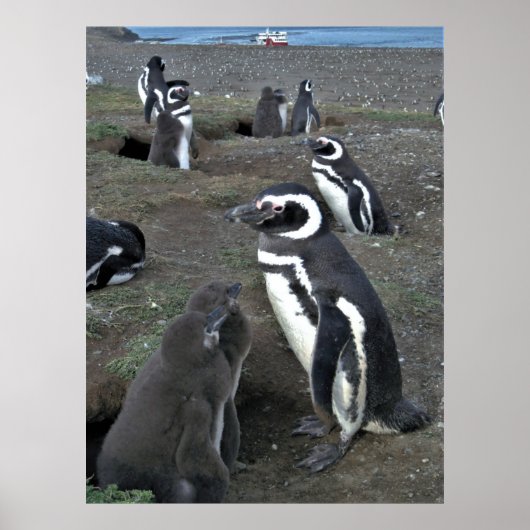 Magdalena Penguin Colony Poster (Voorkant)