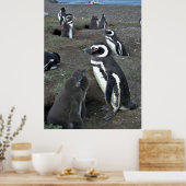 Magdalena Penguin Colony Poster (Keuken)