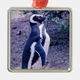 Magelhaanse pinguïn in Peninsula Valdes - Patagoni Metalen Ornament