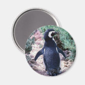 Magelhaanse Pinguïn in Schiereiland Valdes - Argen Magneet (Voorkant / Achterkant)