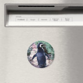 Magelhaanse Pinguïn in Schiereiland Valdes - Argen Magneet (Insitu (Vaatwasser))