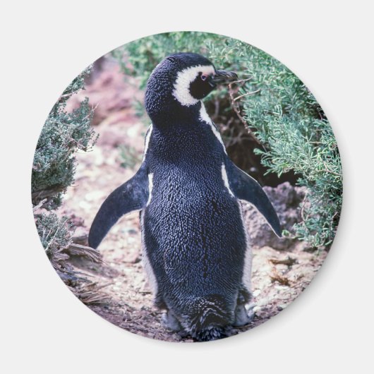 Magelhaanse Pinguïn in Schiereiland Valdes - Argen Magneet (Voorkant)
