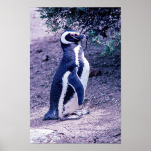 Magelhaanse pinguïn in Schiereiland Valdes - Argen Poster