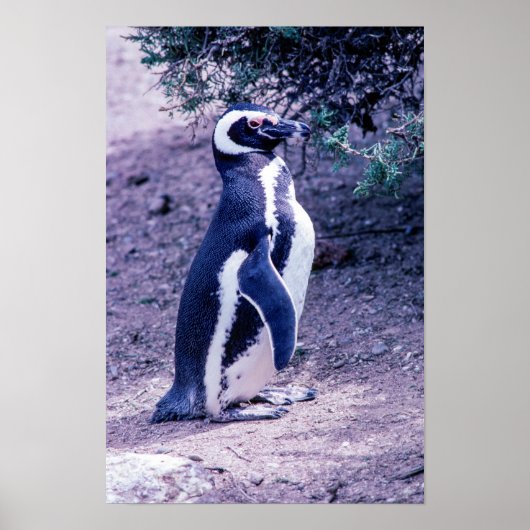 Magelhaanse pinguïn in Schiereiland Valdes - Argen Poster (Voorkant)