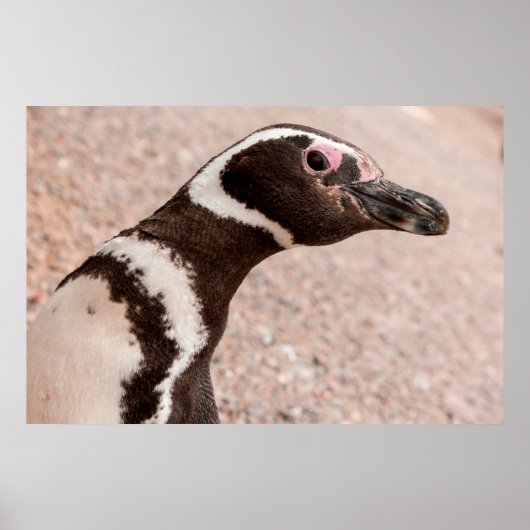 Magelhaanse pinguïn, Patagonië, Argentinië Poster (Voorkant)