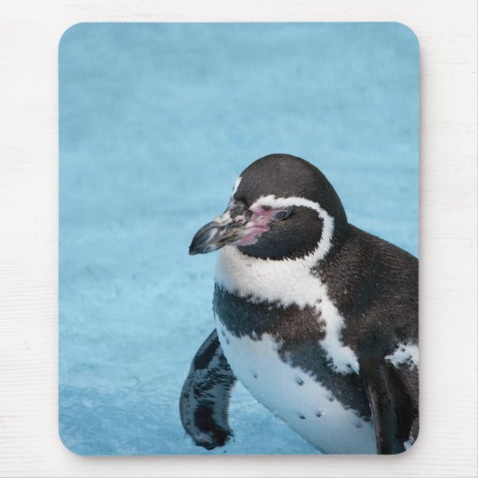 Magelhaen Pinguïn Mousepad Muismat (Voorkant)