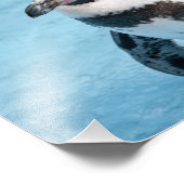 Magelhaense Pinguïn Foto Afdruk (Hoek)