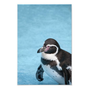 Magelhaense Pinguïn Foto Afdruk
