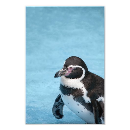 Magelhaense Pinguïn Foto Afdruk (Voorkant)