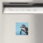 Magelhaense Pinguïn Magneet (Insitu (Vaatwasser))
