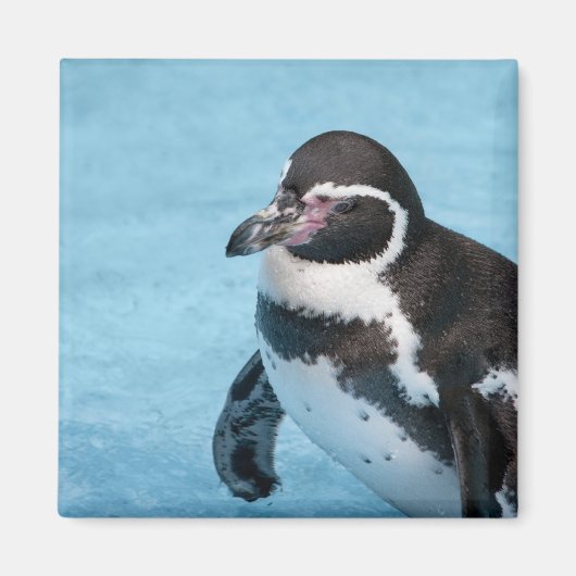 Magelhaense Pinguïn Magneet (Voorkant)