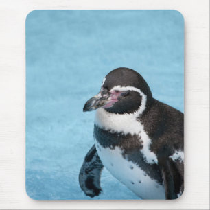 Magelhaense Pinguïn Muismat