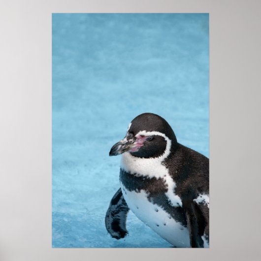 Magelhaense Pinguïn Poster (Voorkant)
