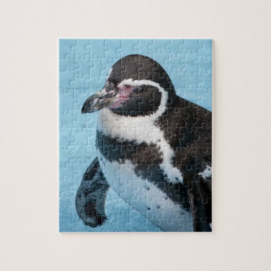 Magelhaense Pinguïn  Puzzel (Verticaal)