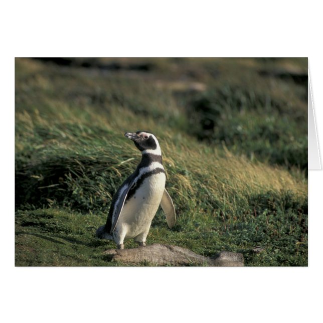 Magelhaense Pinguïn (Spheniscus magellanicus), (Voorkant Horizontaal)