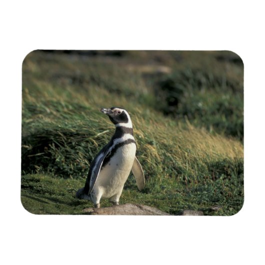 Magelhaense Pinguïn (Spheniscus magellanicus), Magneet (Horizontaal)