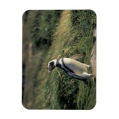 Magelhaense Pinguïn (Spheniscus magellanicus), Magneet (Verticaal)
