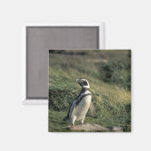 Magelhaense Pinguïn (Spheniscus magellanicus), Magneet (Voorkant / Achterkant)