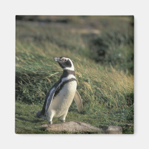 Magelhaense Pinguïn (Spheniscus magellanicus), Magneet
