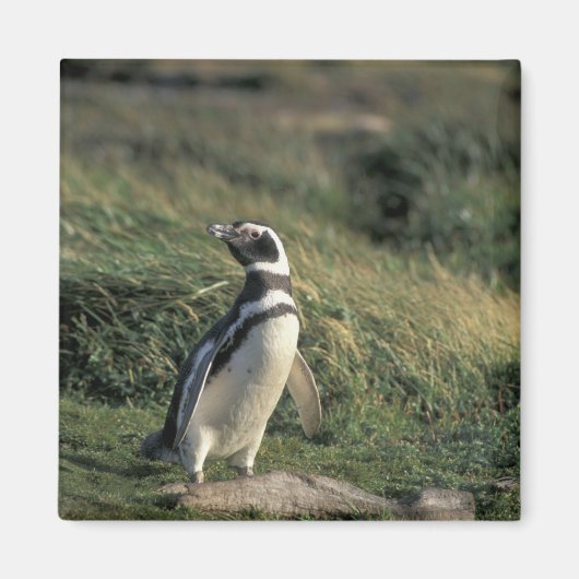 Magelhaense Pinguïn (Spheniscus magellanicus), Magneet (Voorkant)