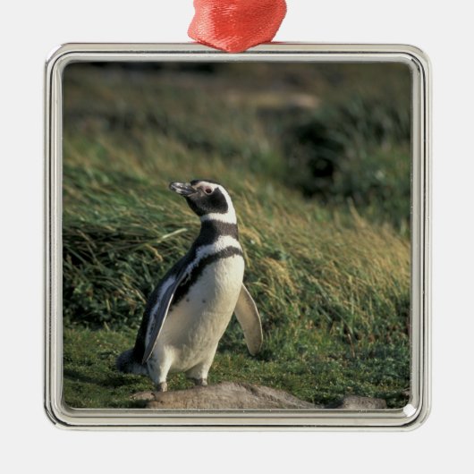 Magelhaense Pinguïn (Spheniscus magellanicus), Metalen Ornament (Voorkant)