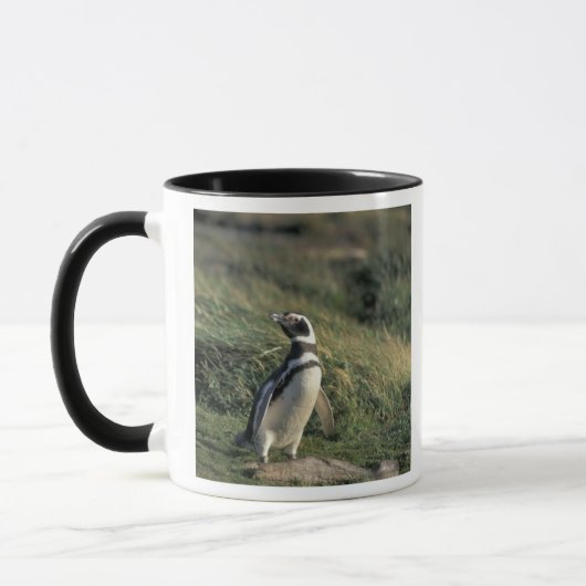 Magelhaense Pinguïn (Spheniscus magellanicus), Mok (Links)