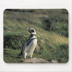 Magelhaense Pinguïn (Spheniscus magellanicus), Muismat