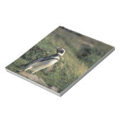 Magelhaense Pinguïn (Spheniscus magellanicus), Notitieblok (Linkerzijde)