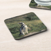 Magelhaense Pinguïn (Spheniscus magellanicus), Onderzetter (Linkerzijde)