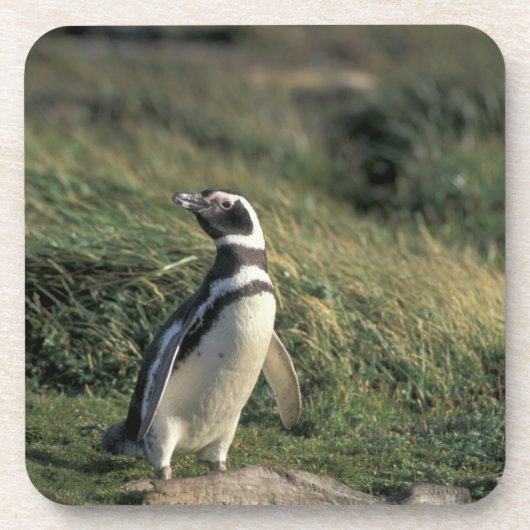 Magelhaense Pinguïn (Spheniscus magellanicus), Onderzetter (Voorkant)