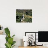 Magelhaense pinguïn (Spheniscus magellanicus), Poster (Thuiskantoor)