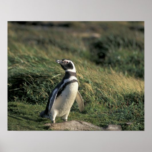 Magelhaense pinguïn (Spheniscus magellanicus), Poster (Voorkant)