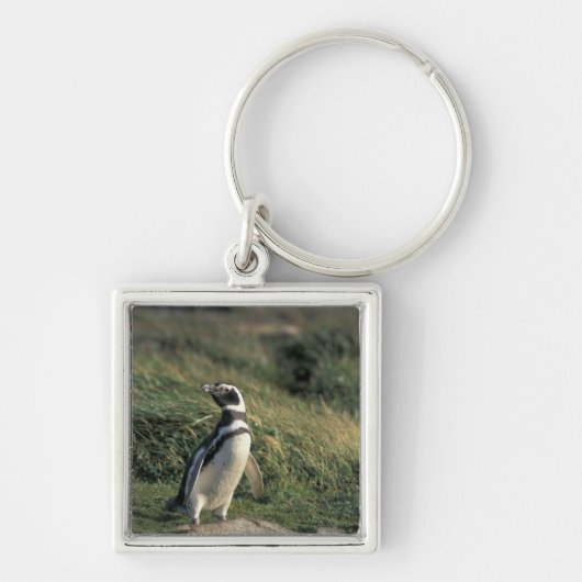 Magelhaense pinguïn (Spheniscus magellanicus), Sleutelhanger (Voorkant)