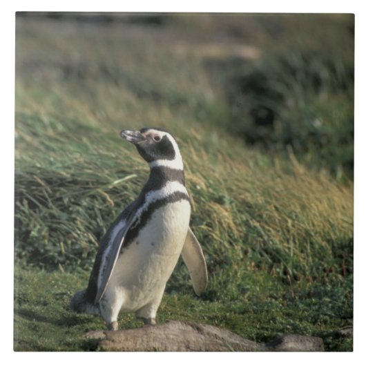 Magelhaense Pinguïn (Spheniscus magellanicus), Tegeltje (Voorkant)