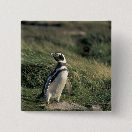 Magelhaense Pinguïn (Spheniscus magellanicus), Vierkante Button 5,1 Cm (Voorkant)