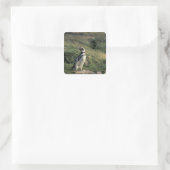 Magelhaense Pinguïn (Spheniscus magellanicus), Vierkante Sticker (Tas)