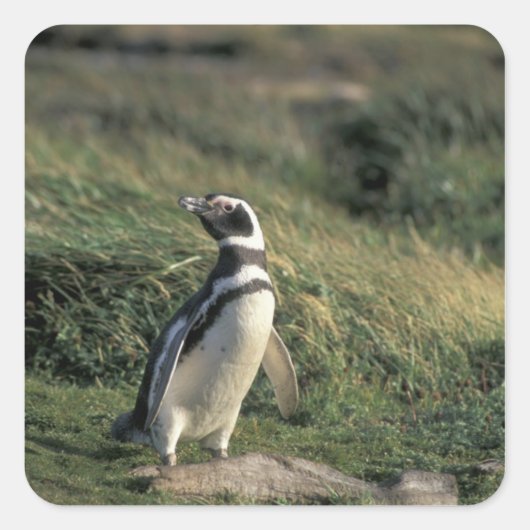 Magelhaense Pinguïn (Spheniscus magellanicus), Vierkante Sticker (Voorkant)